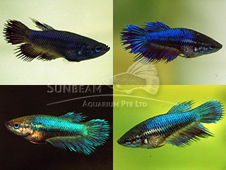 Betta, Fringe(Crowntail) Female