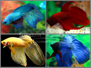 Assorted Male Betta