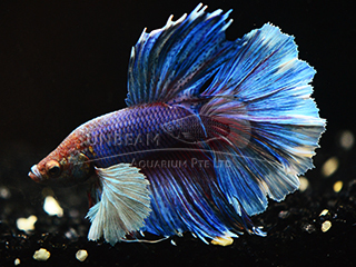 Betta, Male Dumbo Ear
