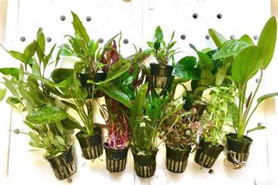 Assorted Potted Aquarium Plants