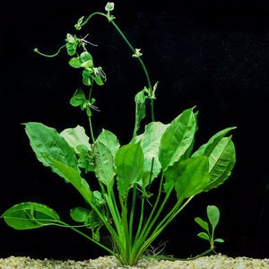Amazon Sword Plant 10"