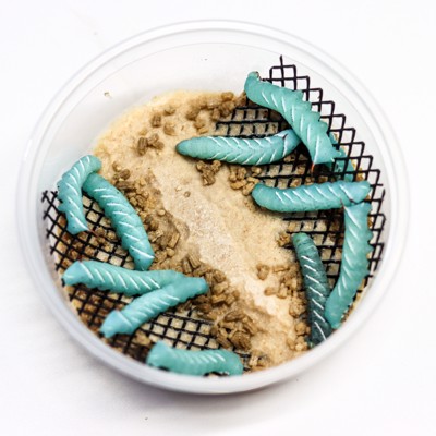 Horn Worms -10 Lot
