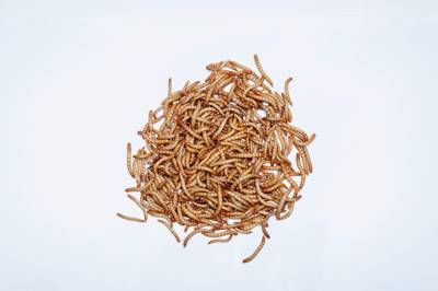 Regular Mealworms -10,000 Lot