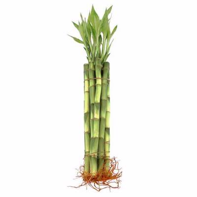Straight Bamboo Shoot- 8"