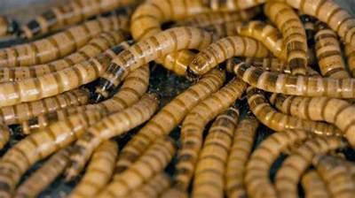 Super Mealworm -100 Lot