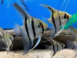 Assorted Angelfish 2-3"