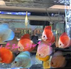 4" Asst Discus