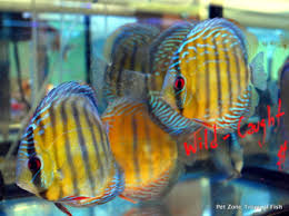 5-6" Asst Discus