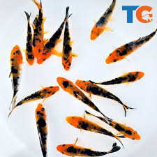 Black & Orange Koi 10-12"