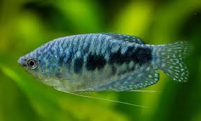 Blue Gourami