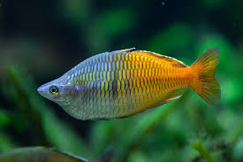 Boseman's Rainbowfish