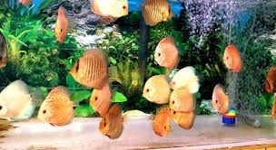2" Asst Discus