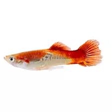 Aquatic products