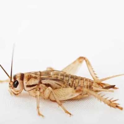 Crickets - 3/4" - 1000 Lots