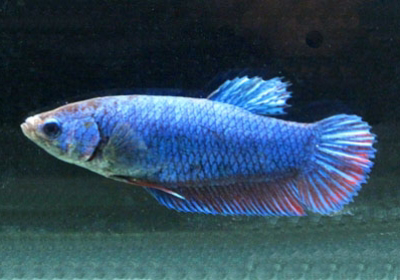 Female Betta Short Fin