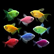 Coloured Widow Tetra