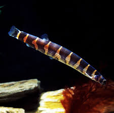 Black Kuhli Loaches 2"