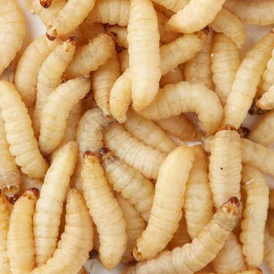 Wax Worms -100 Lot