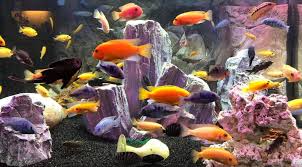 Asst Malawi Cichlids 2.5-3.5"