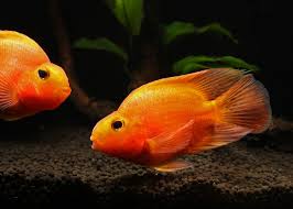3.5" Red Parrot Cichlids