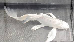 Platinum Butterfly  Koi -4-5"