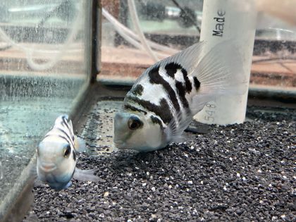 Polar Blue Convicts
