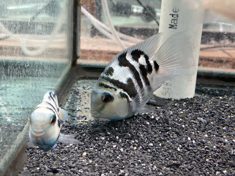 Polar Blue Convicts