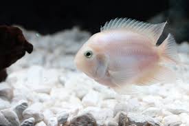 Polar White Convicts