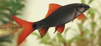 2.5" Rainbow Sharks