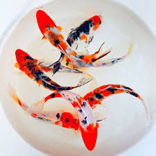 Tri Colour Koi 4-5"