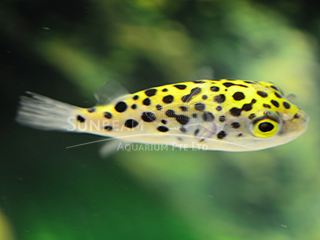 Freshwater Dwarf Puffer