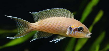 Brichardi Cichlid