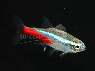 Tetra, Neon