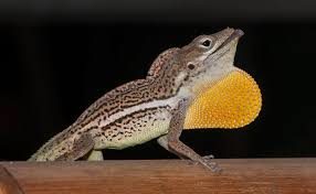 Anole, White Line
