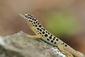 Anole Spotted Male