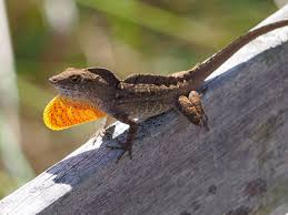 Anole Bahamian