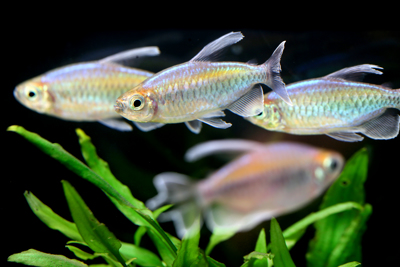 Tetra, Congo