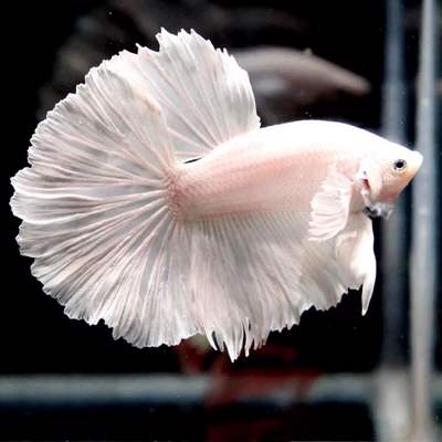 Betta, Male Platinum Halfmoon