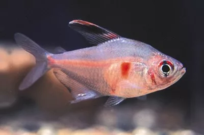 Tetra, Bleeding Heart