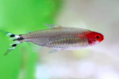 Tetra, Rummynose