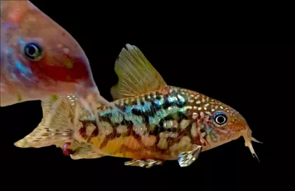 Albertini CoryDoras **VERY RARE**