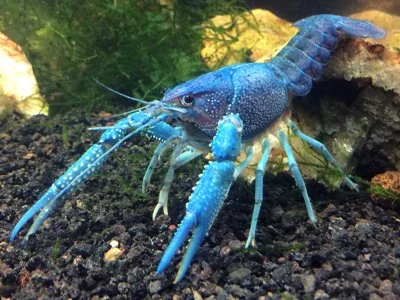 Lobster, Electric Blue Alleni