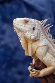 Albino Iguana