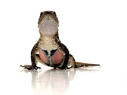 Lizard Pink Belly Swift