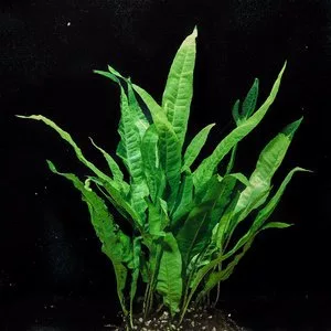 Java Fern Plant