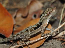 Anole, Copper