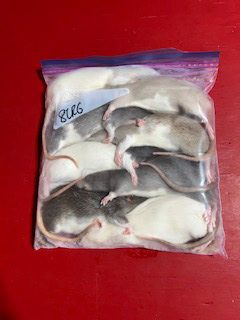 Frozen Rats- Large