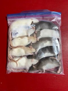 Frozen Rats-Medium