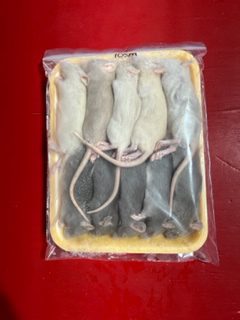 Frozen Rats -Small