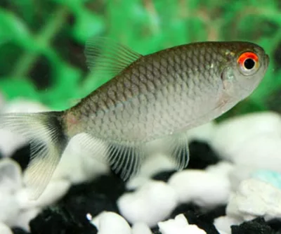 Tetra, Red Eye (Lamp-Eye)